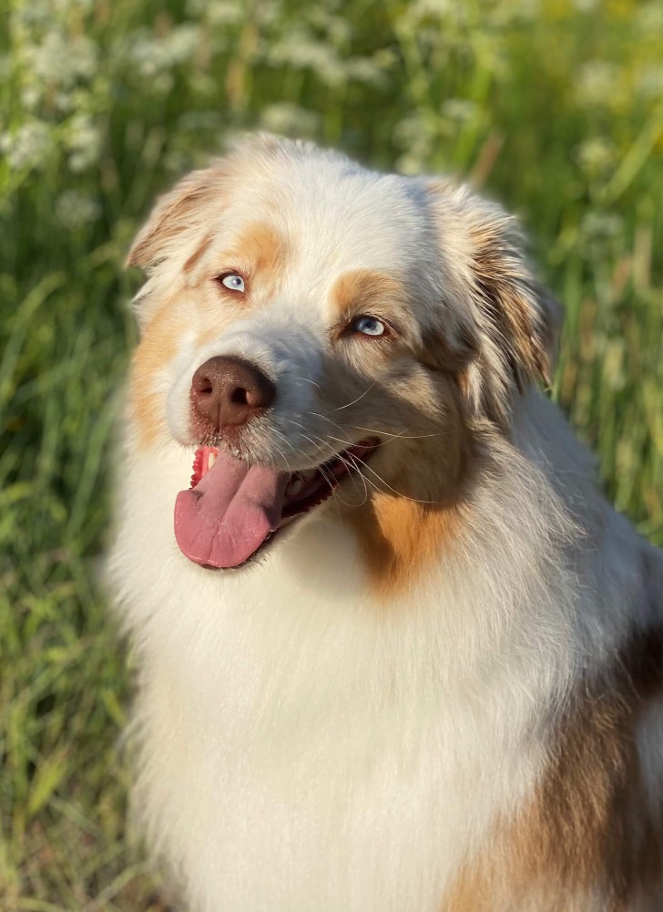 Sentikki Raspberry Sorbet