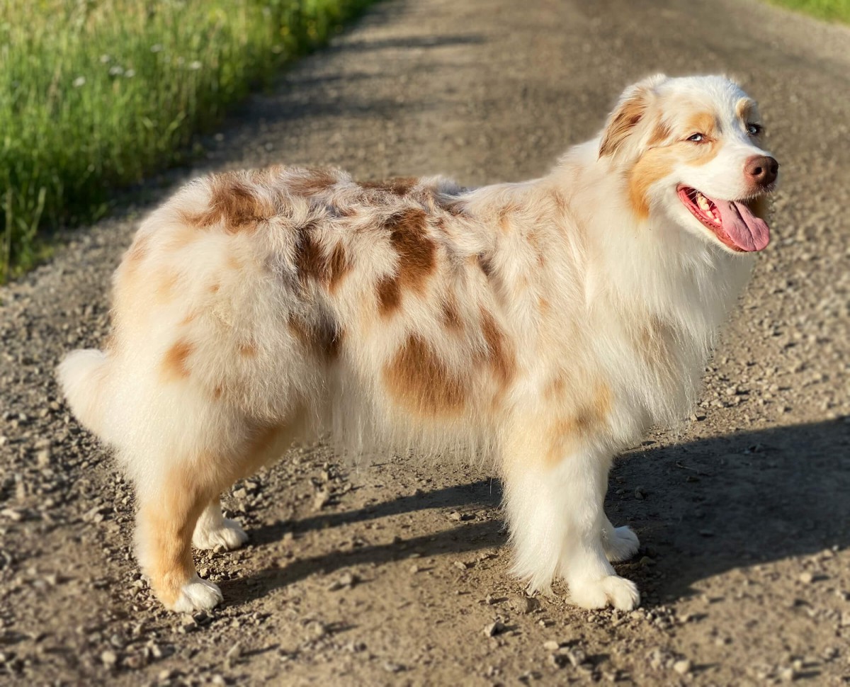 Sentikki Raspberry Sorbet